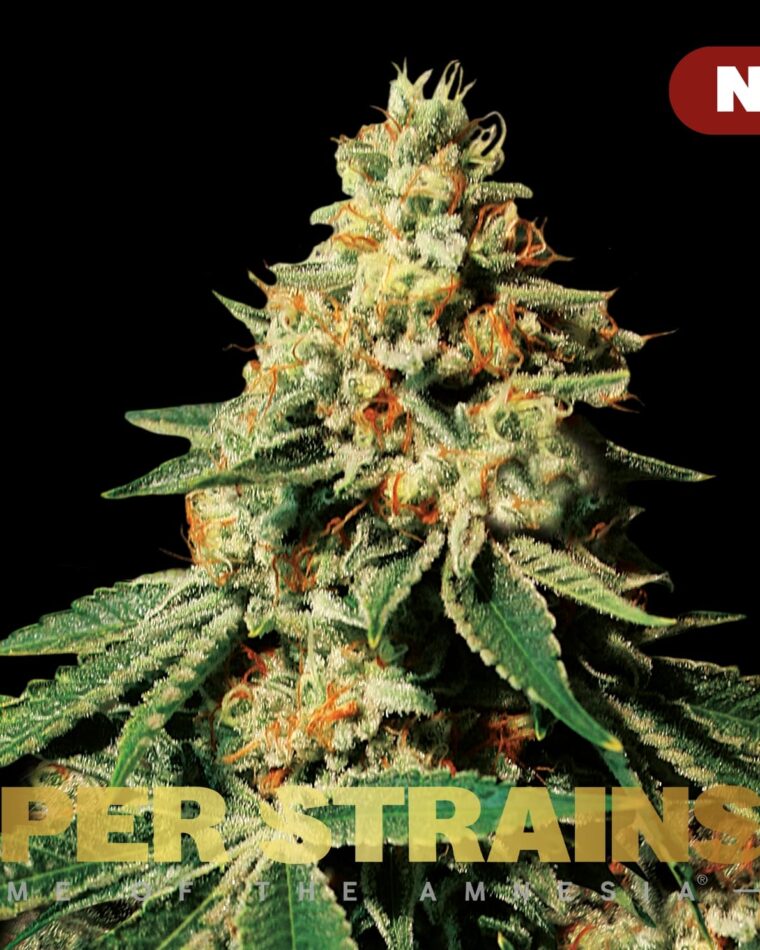 Tall (140cm plus) – Super Strength – Indoor – Zkittlez strain – image 1 – from Super Strains via Seed City