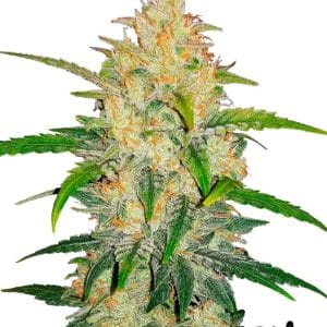 Zkittlez Auto from FastBuds