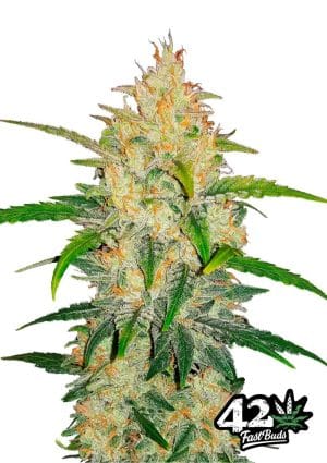 Zkittlez Auto