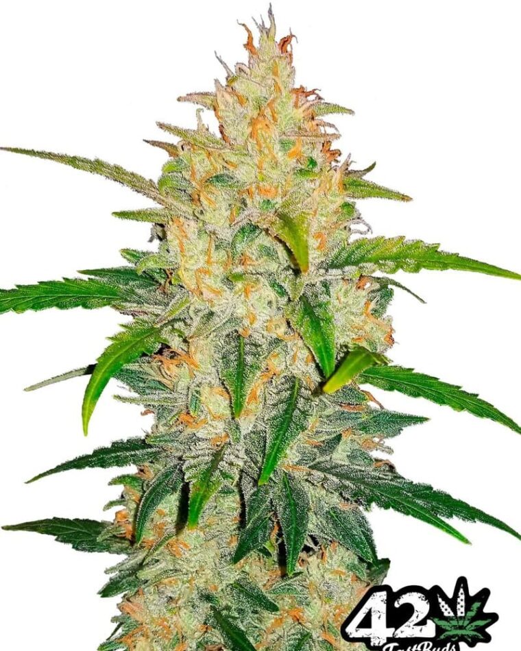 Zkittlez Auto from FastBuds