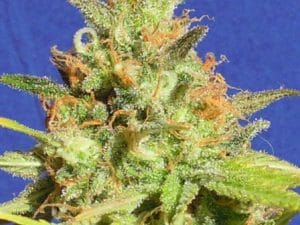 Zkittlez Auto