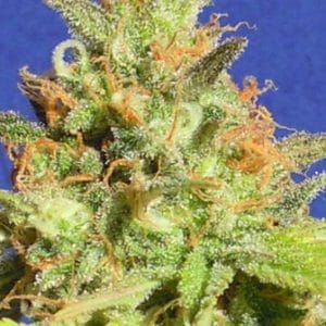 Zkittlez Auto from Original Sensible Seeds