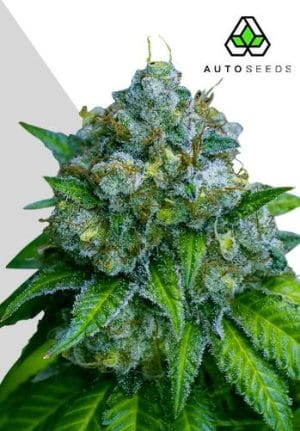 Zkittlez Auto