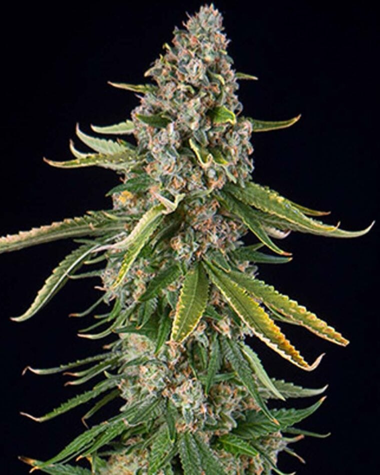 Image 1 of Zkittlez Automatic cannabis by Spliff Seeds – Feminized – Grape – Appetite Stimulant – Seed City