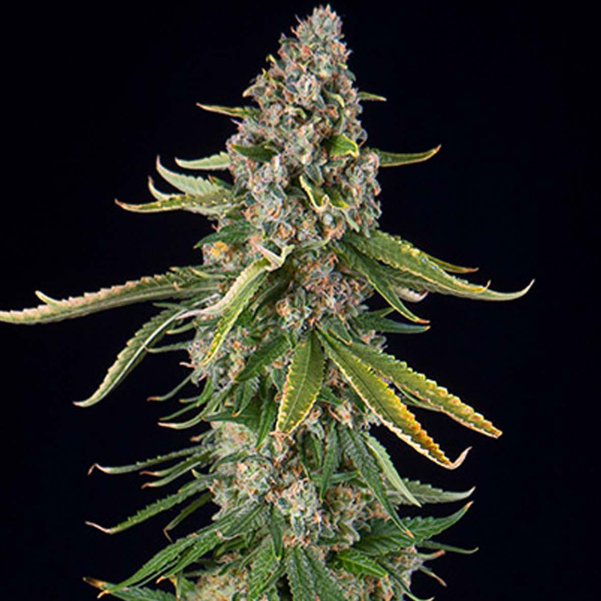 Zkittlez Automatic 大麻の種子 | Spliff Seeds