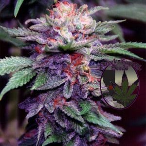Zkittlez Cake by Purple Caper Seeds – 12/12 Photoperiod – Regular – Suited for indoor growing – image 1 – Seed City