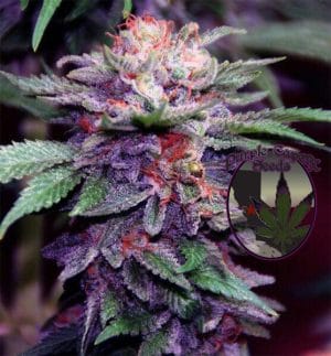 Zkittlez Cake