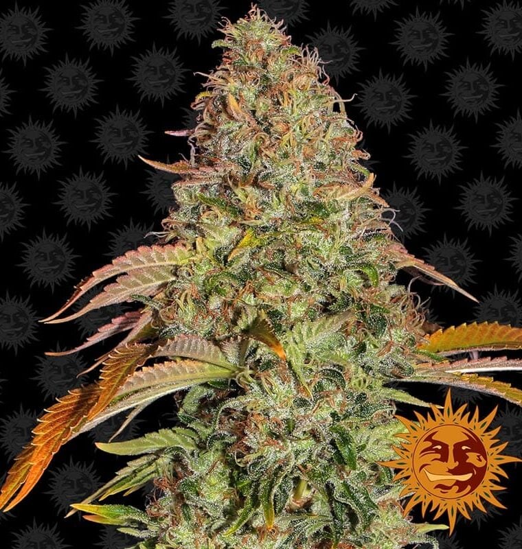 Zkittlez OG Auto by Barneys Farm Seeds – Guaranteed female plants – Resistant to Mould – Relaxing – image 1 – Seed City