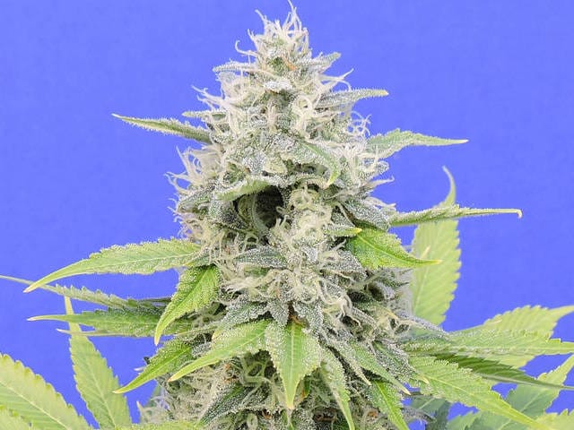 Zkittzy Gorilla cannabis seeds – Body Stone – Indica Dominant – 12/12 Photoperiod – image 1 from Seed City