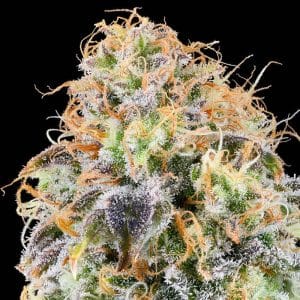 Zkunk cannabis seeds – Guaranteed female plants – 12/12 Photoperiod – Outdoor cultivation – image 1 from Seed City