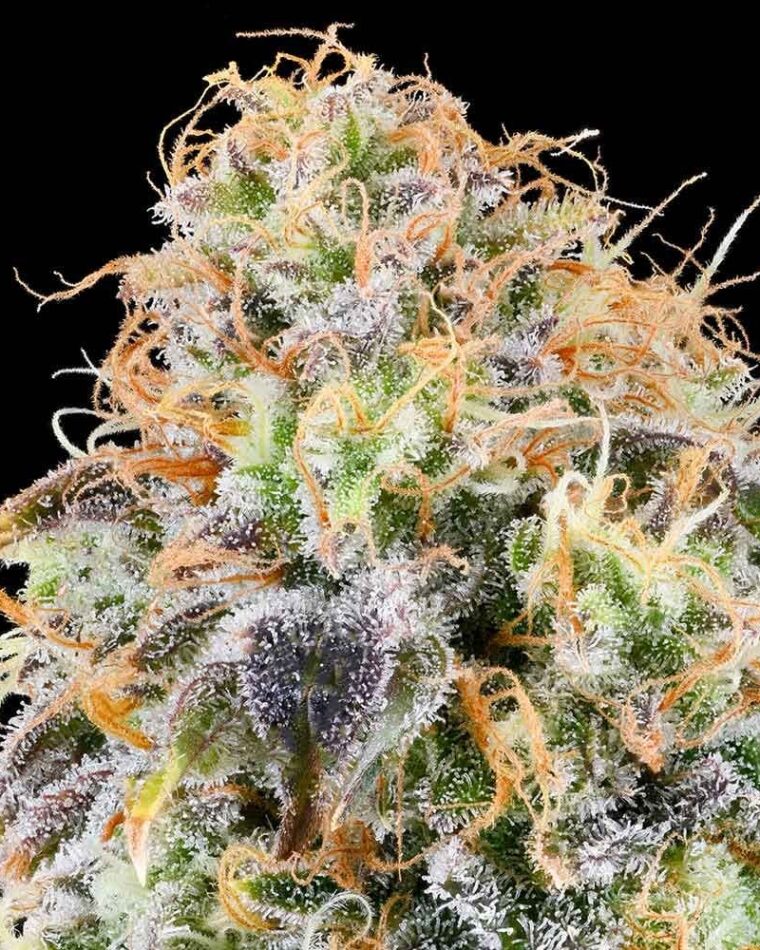 Zkunk cannabis seeds – Guaranteed female plants – 12/12 Photoperiod – Outdoor cultivation – image 1 from Seed City
