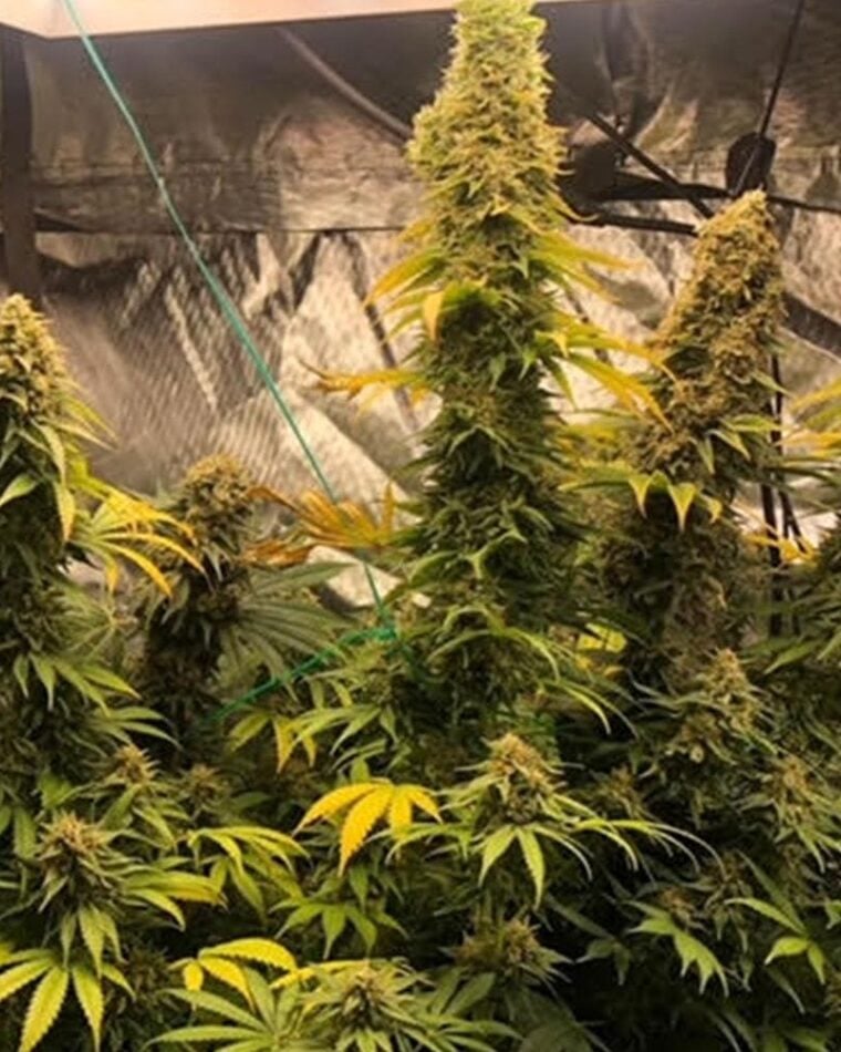 Zlue cannabis seeds – Mostly Indica – Creative – Indoor-friendly – image 1 from Seed City