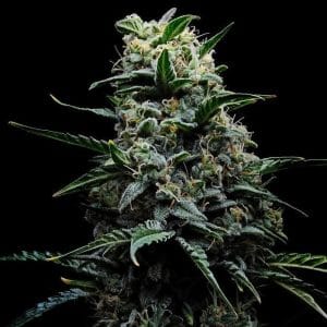 Zlushi