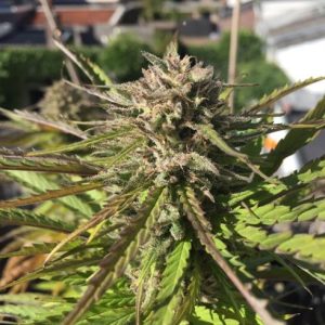 Zmäkdaun by Seed Stockers – Excellent harvest potential – Indica-heavy – Auto-Flowering – image 1 – Seed City