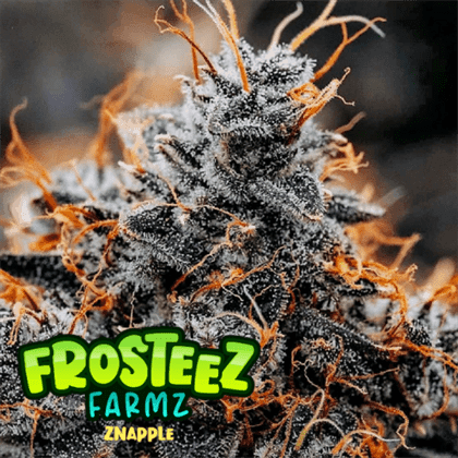 Znapple cannabis seeds – Large yield – Suited for indoor growing – Super Strength – image 1 from Seed City