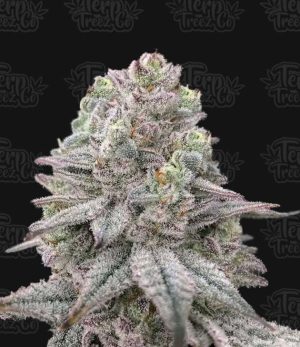 Znapple Fritter