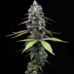 Zoap from Barneys Farm Seeds