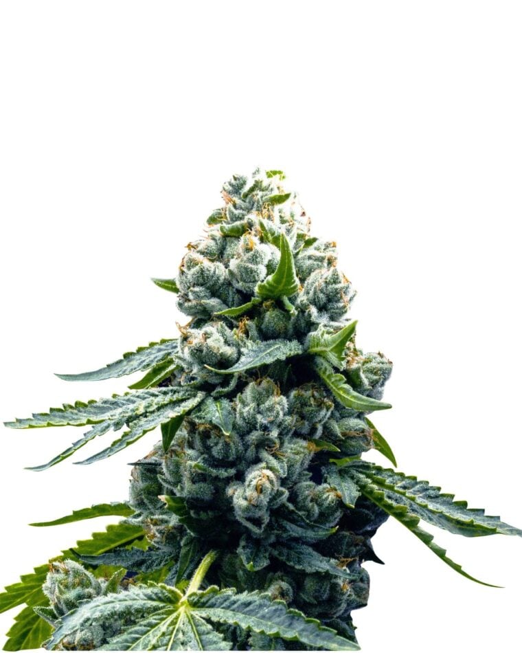 Super Strength – Female seeds – High Yielding – Zoap strain – image 1 – from Super Strains via Seed City