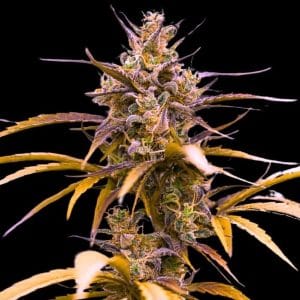 Zoap Auto