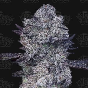 Zoap #39 by Terp Treez Co – Super Strength – Outdoor cultivation – 12/12 Photoperiod – image 1 – Seed City