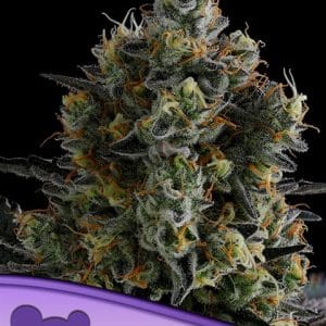 Zoomiez by Anesia Seeds – Feminized – 12/12 Photoperiod – Floral – image 1 – Seed City