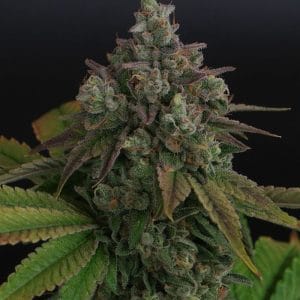 Zowahh by Karma Genetics – Indica-heavy – 12/12 Photoperiod – Regular – image 1 – Seed City