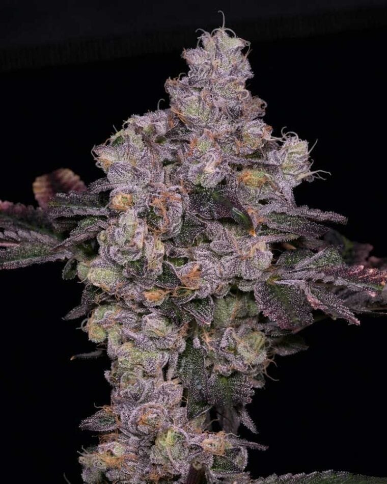 Zsunami from Archive Seeds