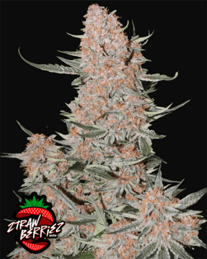 Ztrawberriez Auto
