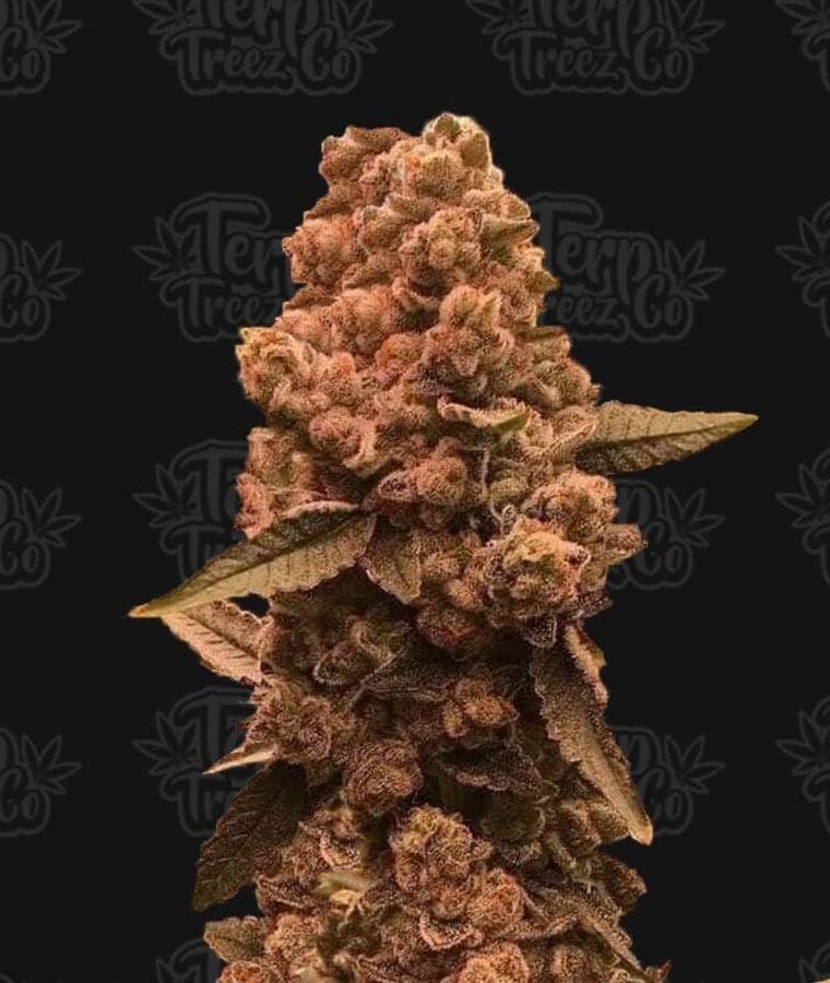 Ztrawberry Fizz by Terp Treez Co – Female seeds – 12/12 Photoperiod – Good for outdoor grow – image 1 – Seed City