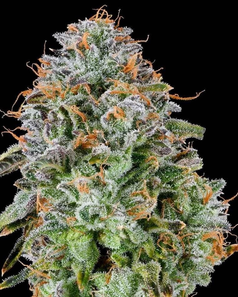 Zunami cannabis seeds – Outdoor cultivation – Female seeds – 12/12 Photoperiod – image 1 from Seed City