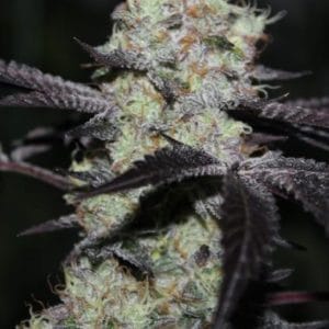 Zwishers cannabis seeds – 12/12 Photoperiod – Stress Relief – Super Strength – image 1 from Seed City