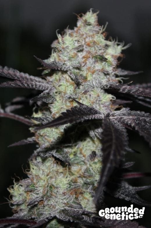 Zwishers cannabis seeds – 12/12 Photoperiod – Stress Relief – Super Strength – image 1 from Seed City