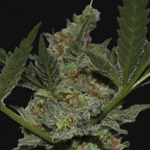 Image 2 of Acapulco Gold cannabis by Barneys Farm Seeds – Citrus – Resistant to Mould – Female seeds – Seed City