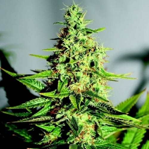 Acapulco Gold from Barneys Farm Seeds