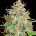 Image 2 of Afghan Kush x Skunk cannabis by World of Seeds – Euphoric – Suited for indoor growing – Indica – Seed City