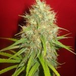 Afghan Kush x Skunk cannabis seeds – Woodsy – Suited for indoor growing – Resistant to Pests – image 3 from Seed City