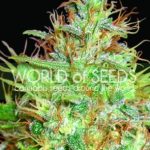 Image 4 of Afghan Kush x Skunk cannabis by World of Seeds – Indica – 12/12 Photoperiod – Resistant to Pests – Seed City