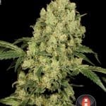 AK 47 from Serious Seeds