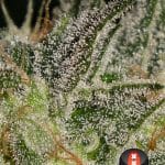 showing General Pain – Sweet – Regular – image 4 – Seed City
