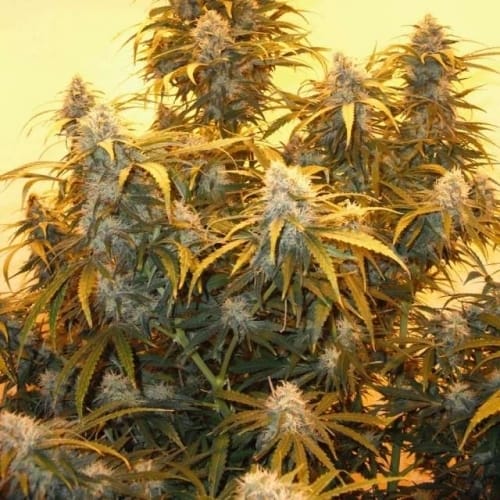 Indoor-friendly – Feminized – 12/12 Photoperiod – AK 48 strain – image 2 – from Nirvana Seeds via Seed City