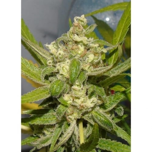 showing 12/12 Photoperiod – Resistant to Mould – Feminized – image 3 – Seed City