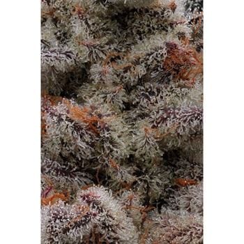 Animorph Mints by Compound Genetics – 12/12 Photoperiod – Euphoric – Suited for indoor growing – image 4 – Seed City