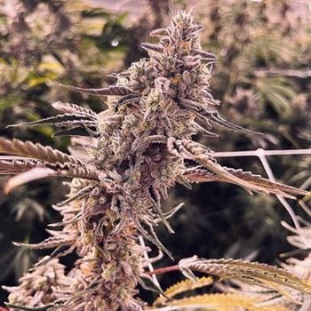 Animorph Mints cannabis seeds – 50% Indica/50% Sativa – 12/12 Photoperiod – Nutty – image 2 from Seed City