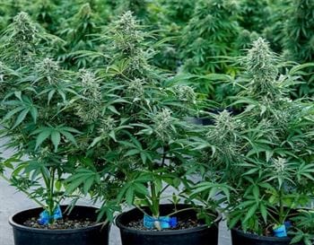 Relaxing – Citrus – Short (up to 80cm) – Apollo F1 Auto strain – image 3 – from Royal Queen Seeds via Seed City