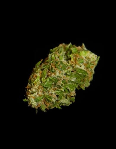 Apollo F1 Auto from Royal Queen Seeds