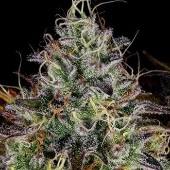 Apricot Candy cannabis seeds – Fruity – Suited for indoor growing – 12/12 Photoperiod – image 3 from Seed City