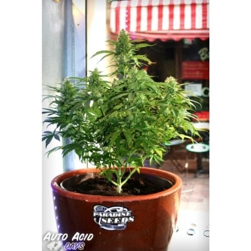 Image 3 of Auto Acid cannabis by Paradise Seeds – Sour – Uplifting – Guaranteed female plants – Seed City
