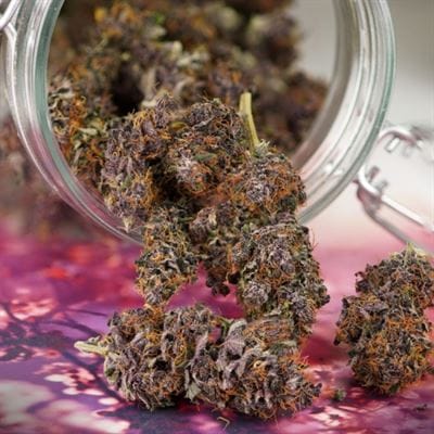 Auto Forbidden Cherry cannabis seeds – Short (up to 80cm) – Indica-heavy – Auto-Flowering – image 2 from Seed City