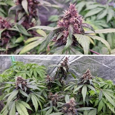 Auto Forbidden Cherry by Dutch Passion Seeds – Short (up to 80cm) – Body Stone – Auto-Flowering – image 3 – Seed City