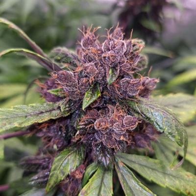 Auto Forbidden Cherry by Dutch Passion Seeds – Indica-heavy – Fruity – Body Stone – image 4 – Seed City